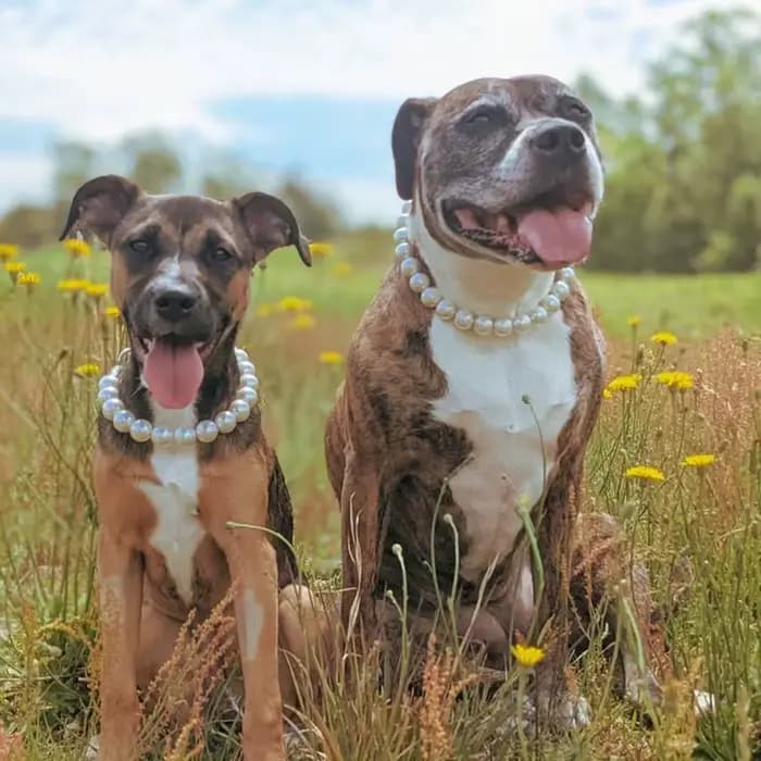 Colliers de perles pour chiens et chats de grande taille