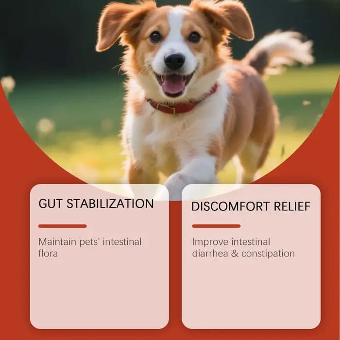 Complément Probiotique pour Animaux de Compagnie avec des Ingrédients Doux et Sûrs