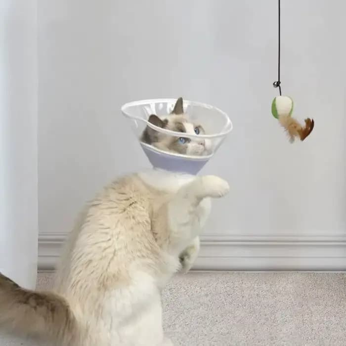 Collier de récupération transparent pour chat