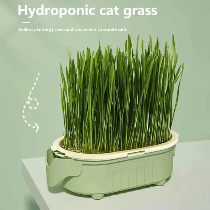 Kit de jardinière d'herbe pour chat biologique
