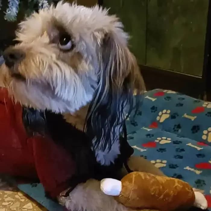 Un ensemble de 7 pièces de jouets sonores pour chiots