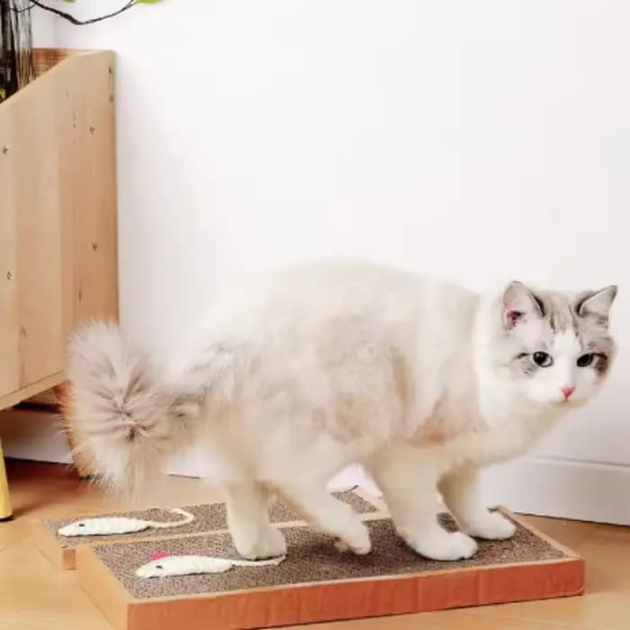 Planche à gratter pour chat de compagnie-grattoir pour tapis en carton