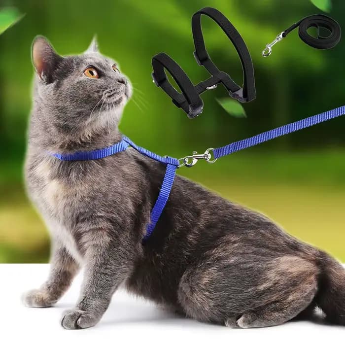Ensemble harnais et laisse pour chat Sphynx bon marché, harnais pratique pour animaux de compagnie,