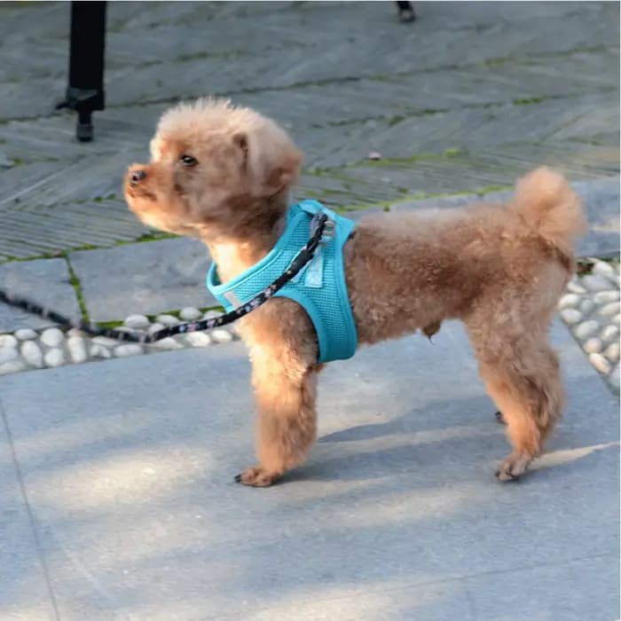 Harnais personnalisé pour animaux de compagnie