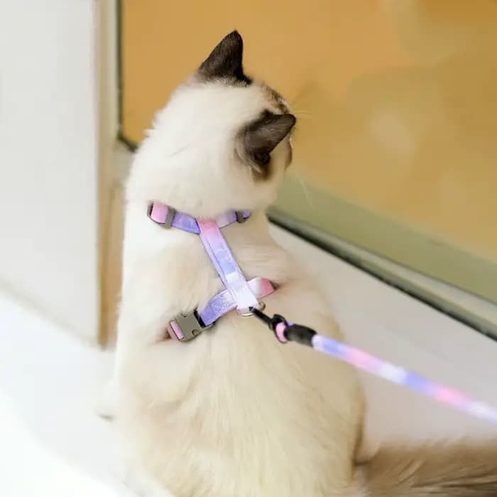 Ensemble Harnais et Laisse Réglables pour Chat, Anti-Évasion, Dégradé, Léger et Doux, pour Chatons et Chiots