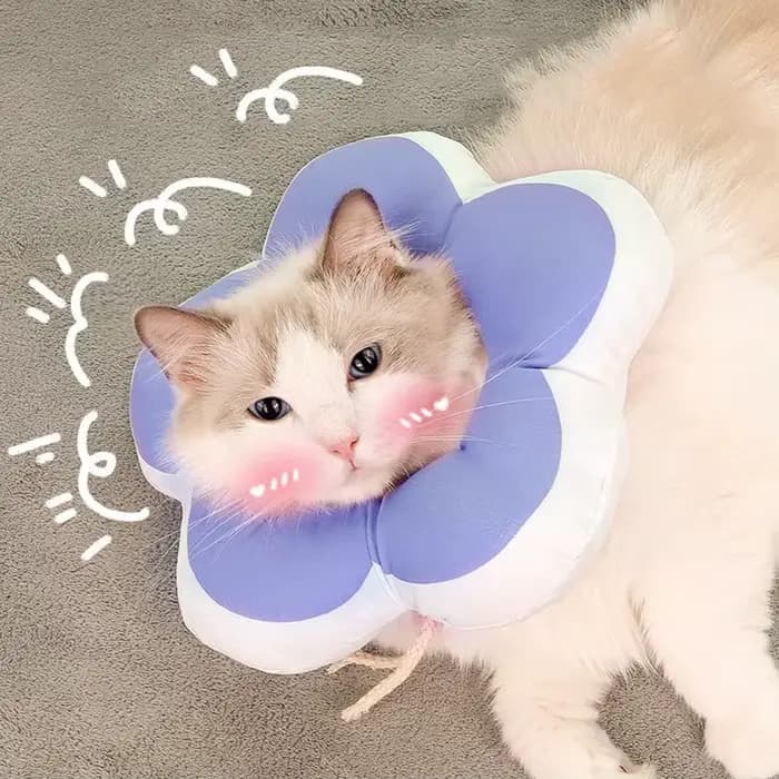 Couvre-tête de chat collier élisabéthain toilettage bain anti-léchage anti-rayures collier de stérilisation collier de fleur de soleil de chat