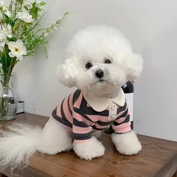 Chemise rayée pour chien