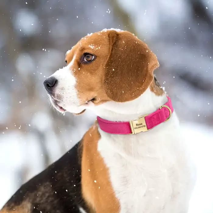 Collier de chien en velours personnalisé, Super doux, avec boucle d'identification, nom gravé, colli