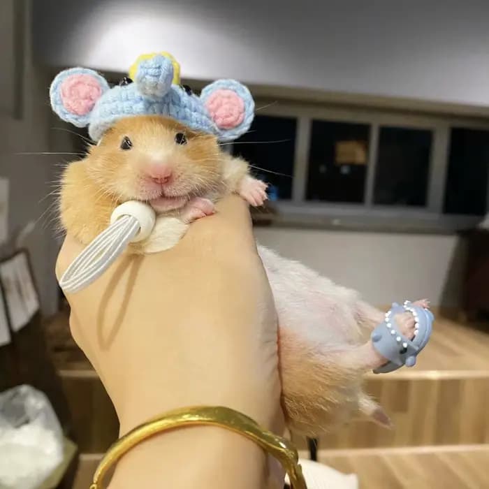 Mini chaussures de Hamster, pantoufles ours doré, pantoufles de requin mignonnes, Costume de Cosplay