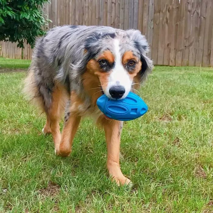 Jouets grinçants pour chiens, pour masticateurs agressifs, boule à mâcher en caoutchouc pour chiots,