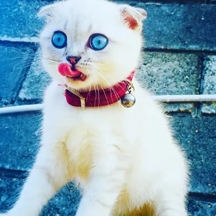 Collier de chat à breloque en forme de cœur et cloche