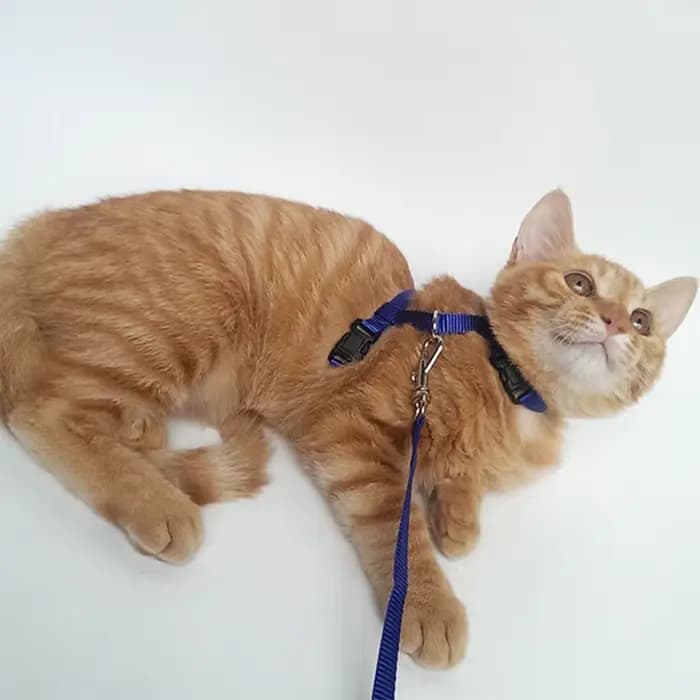 Ensemble harnais et laisse pour chat Sphynx bon marché, harnais pratique pour animaux de compagnie,
