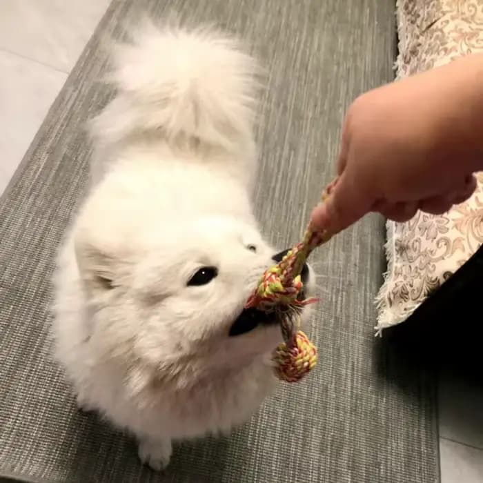 Jouet à mâcher en corde à nœud pour animaux de compagnie, 1 pièce, jouet Durable pour chiens et chat
