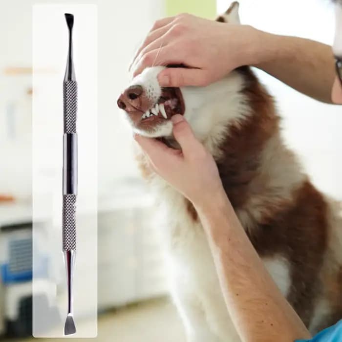Outil de livres de dents pour animaux de compagnie, acier inoxydable, double tête, dissolvant de tar