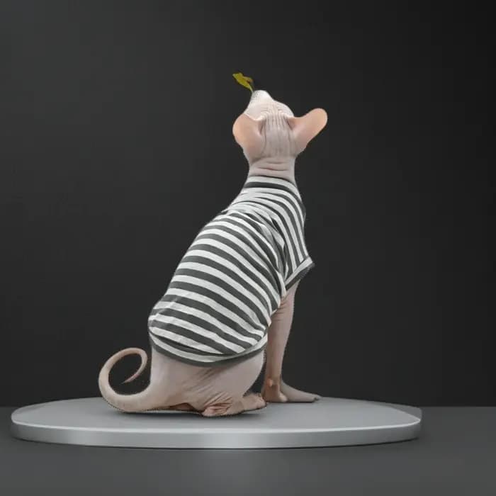 Sphynx chat vêtements coton sans poils