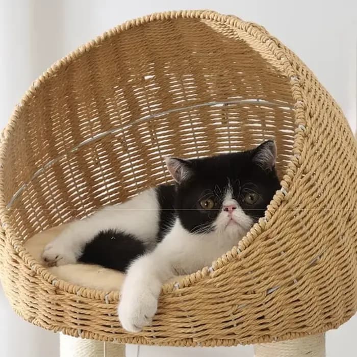 Arbre à chat en bois massif