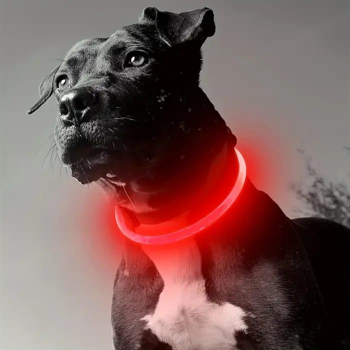 Collier lumineux LED pour chien de compagnie, Anti-perte, Rechargeable par USB