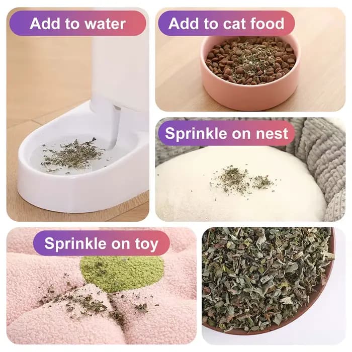 Pet's Cat Premium Catnip-56g Pot de cataire à haute puissance
