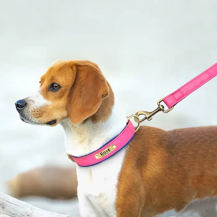 Ensemble de laisse de collier de chien en cuir personnalisé, collier en cuir rembourré souple pour p