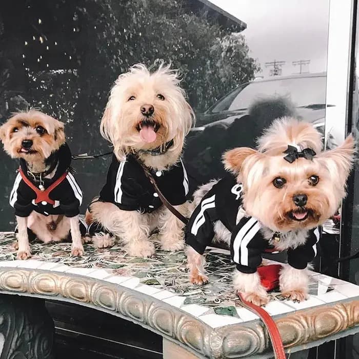 Survêtement pour chiens printemps automne vêtements pour chiens Sport sweat combinaison pour petits
