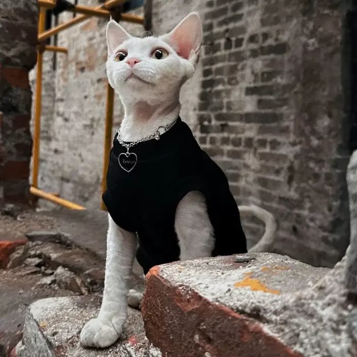 Sphynx chat vêtements coton sans poils chat gilet bébé 100% coton doux été sans manches mince gilet